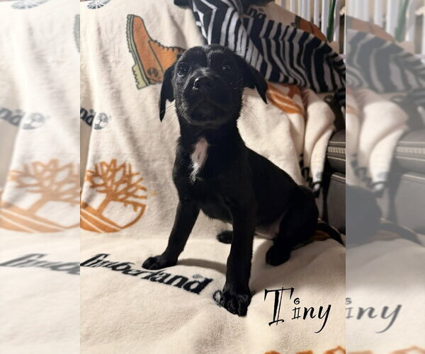 Medium Photo #1 Golden Retriever-Unknown Mix Puppy For Sale in Springdale, PA, USA