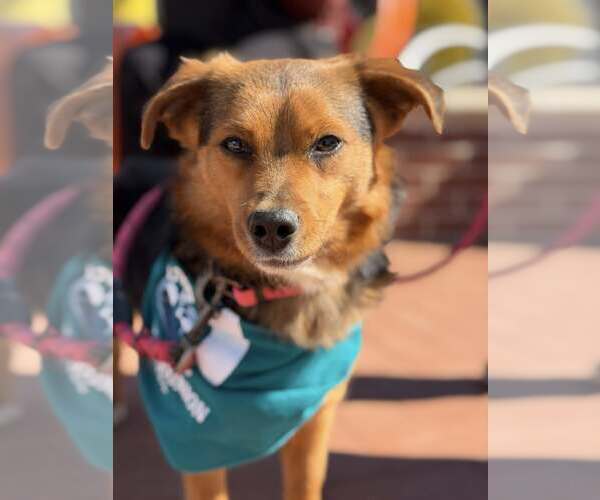 Medium Photo #1 Mutt Puppy For Sale in Greenville, SC, USA