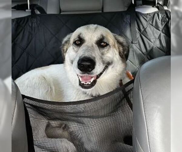 Medium Photo #2 Anatolian Shepherd-Great Pyrenees Mix Puppy For Sale in Mt. Laurel, NJ, USA