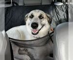 Small #1 Anatolian Shepherd-Great Pyrenees Mix