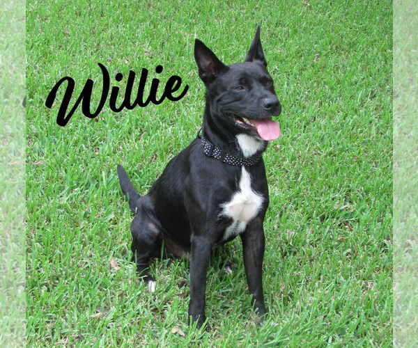 Medium Photo #1 Mutt Puppy For Sale in HOUSTON, TX, USA