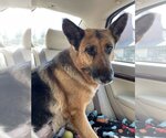 Small Photo #2 German Shepherd Dog Puppy For Sale in Van Nuys, CA, USA