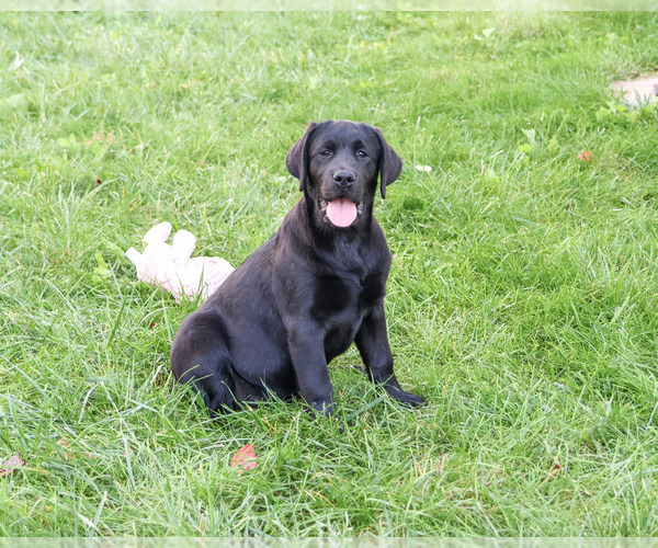 Medium Photo #5 Labrador Retriever Puppy For Sale in SYRACUSE, IN, USA