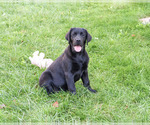 Brooke - Female Labrador Retriever Puppy for Sale - Photo #5