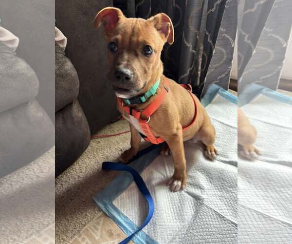 Medium Photo #1 Mutt Puppy For Sale in Farmington, MN, USA