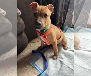 Mutt Dogs for adoption in Farmington, MN, USA