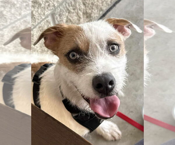 Medium Photo #2 Parson Russell Terrier-Unknown Mix Puppy For Sale in Tampa, FL, USA