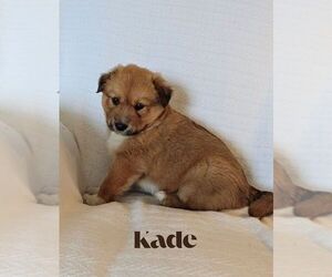 Australian Cattle Dog-Catahoula Leopard Dog Mix Puppy for sale in BARRY, TX, USA