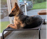 Small #5 German Shepherd Dog