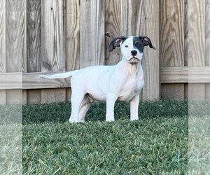 American Staffordshire Terrier-Unknown Mix Dogs for adoption in Holly Springs, NC, USA