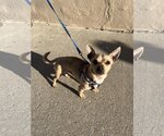 Small #24 Chihuahua Mix