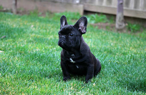 Medium Photo #1 French Bulldog Puppy For Sale in RIVERBANK, CA, USA