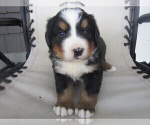Bernese Mountain Dog Puppy for sale in HUDSON, MI, USA