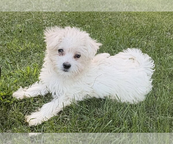 Medium Photo #1 Maltese-Unknown Mix Puppy For Sale in Andover, MN, USA