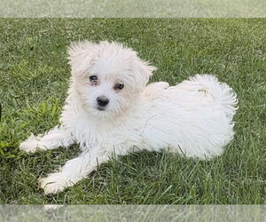 Maltese-Unknown Mix Dogs for adoption in Andover, MN, USA