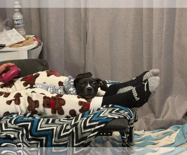 Medium Photo #20 American Pit Bull Terrier-Labrador Retriever Mix Puppy For Sale in Germantown, OH, USA