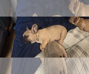French Bulldog Puppy for sale in MAPLETON, ME, USA