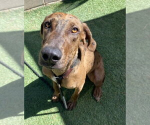 Tellerina - Female Catahoula Leopard Dog-Unknown Mix Dog for Adoption - Photo #3