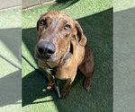 Small Photo #3 Catahoula Leopard Dog-Unknown Mix Puppy For Sale in Lakewood, CO, USA