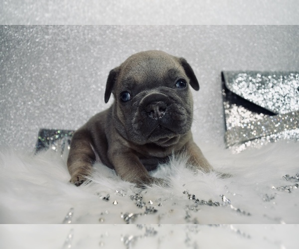 Medium Photo #24 French Bulldog Puppy For Sale in HAYWARD, CA, USA