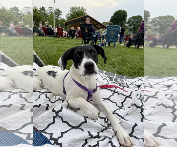 Medium Photo #4 American Pit Bull Terrier-Pointer Mix Puppy For Sale in Clinton , MI, USA