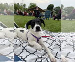 Small #3 American Pit Bull Terrier-Pointer Mix
