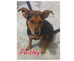Small #3 Labrador Retriever Mix