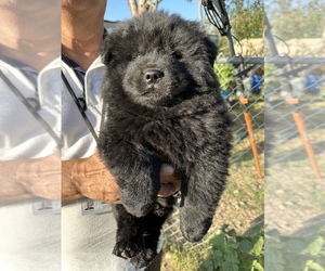 Chow Chow Puppy for sale in FONTANA, CA, USA