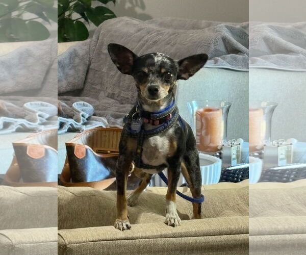 Medium Photo #2 Chihuahua-Unknown Mix Puppy For Sale in Bellevue, WA, USA