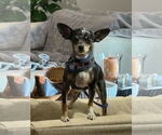 Small #1 Chihuahua Mix