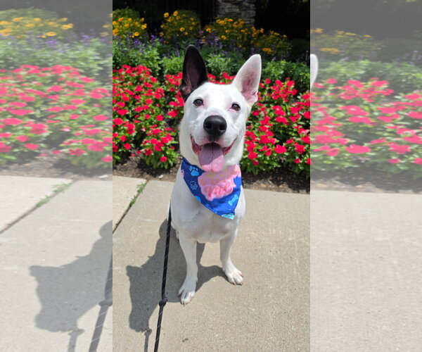 Medium Photo #1 Mutt Puppy For Sale in Rockaway, NJ, USA
