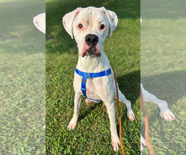 Medium Photo #1 Boxer Puppy For Sale in Woodbury, MN, USA