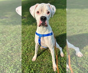 Boxer Dogs for adoption in Woodbury, MN, USA