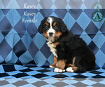 Small Photo #59 Bernese Mountain Dog Puppy For Sale in HARRISONBURG, VA, USA