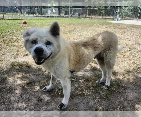 Medium Photo #1 Huskies -Unknown Mix Puppy For Sale in Conroe, TX, USA