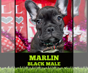 French Bulldog Puppy for sale in ORLANDO, FL, USA