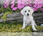 Image preview for Ad Listing. Nickname: Munchkin