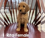 Puppy Puppy 1 Rita Goldendoodle