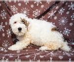 Small Photo #4 Saint Berdoodle Puppy For Sale in WAKARUSA, IN, USA