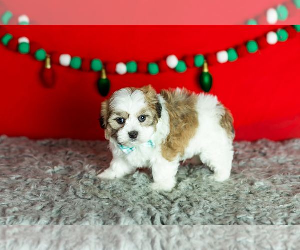 Medium Photo #2 Zuchon Puppy For Sale in WOLCOTTVILLE, IN, USA