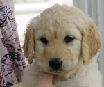 Small Photo #5 Goldendoodle Puppy For Sale in WAYNESVILLE, MO, USA