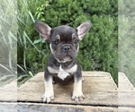Small Photo #2 French Bulldog Puppy For Sale in MIDDLEBURY, IN, USA