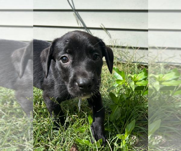 Medium Photo #2 Boston Terrier-Labrador Retriever Mix Puppy For Sale in Holly Springs, NC, USA