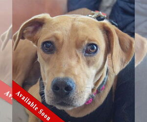 Boxador Dogs for adoption in Huntley, IL, USA