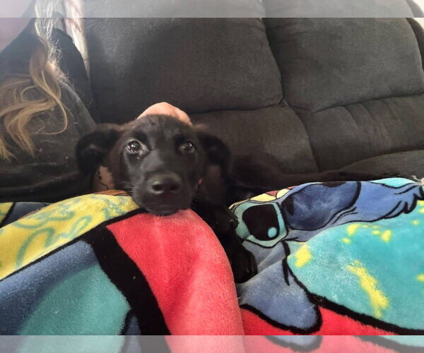 Medium Photo #1 Labrador Retriever-Unknown Mix Puppy For Sale in New London, WI, USA