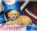 Small Photo #4 Poodle (Toy) Puppy For Sale in KINZERS, PA, USA