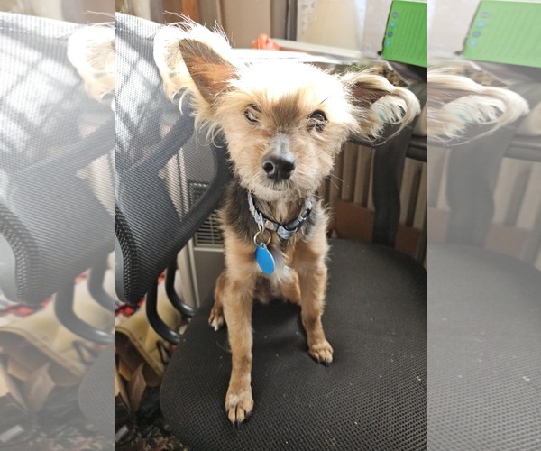 Medium Photo #3 Mutt Puppy For Sale in St. Louis Park, MN, USA