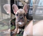Small Photo #6 French Bulldog Puppy For Sale in MCKINLEYVILLE, CA, USA