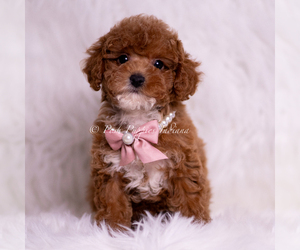 Medium Maltipoo (Miniature)