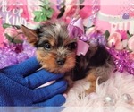 Raspberry - Female Yorkshire Terrier Puppy for Sale - Photo #5